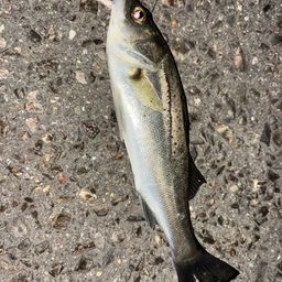 セイゴ（タイリクスズキ）