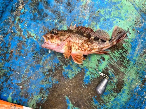 内浦湾（沼津）