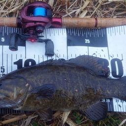 スモールマウスバス