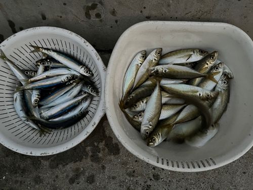 ウルメイワシの釣果