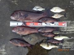 コブダイの釣果