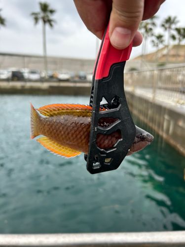 アカササノハベラの釣果