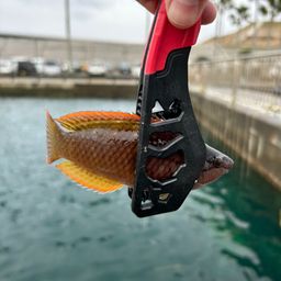 アカササノハベラ