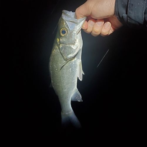 ヒラスズキの釣果