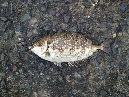 熱海港海釣り施設