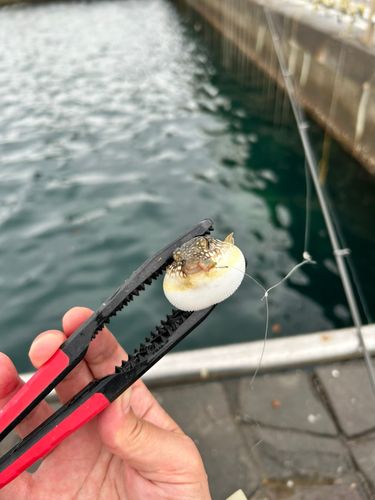 フグの釣果