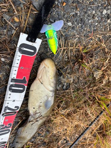 マナマズの釣果