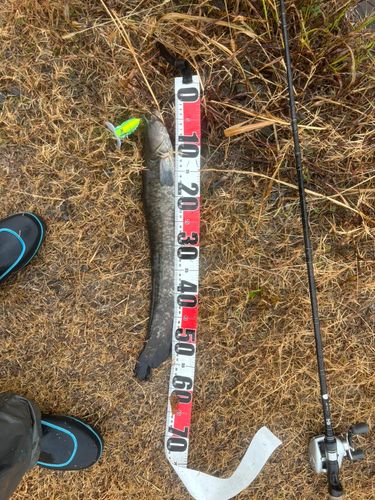 マナマズの釣果