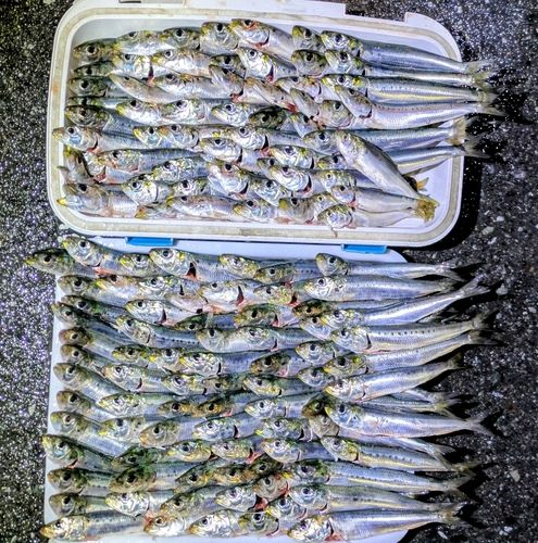 マイワシの釣果