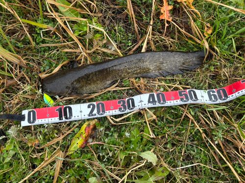 マナマズの釣果