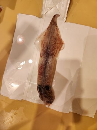 ヤリイカの釣果