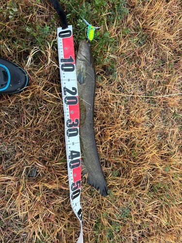 マナマズの釣果