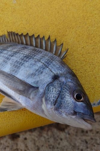 周防大島（屋代島）