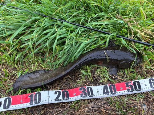 マナマズの釣果