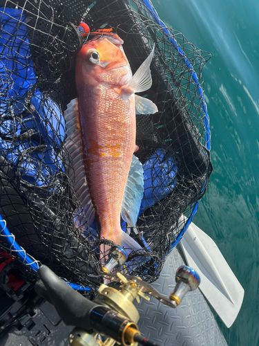 アマダイの釣果