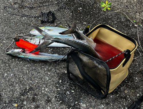 サゴシの釣果