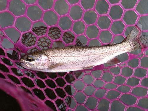レインボートラウトの釣果