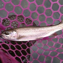 レインボートラウト