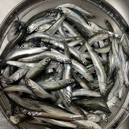 カタクチイワシ