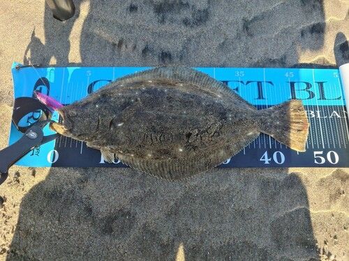 ヒラメの釣果