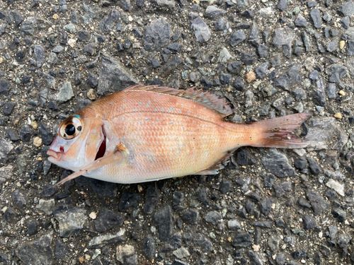 チャリコの釣果