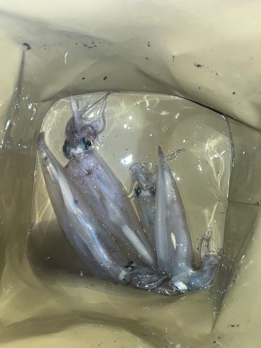 ヤリイカの釣果