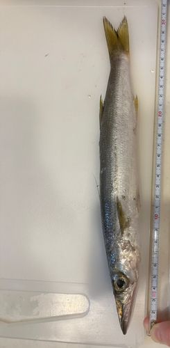 アカカマスの釣果