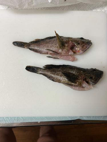 カサゴの釣果