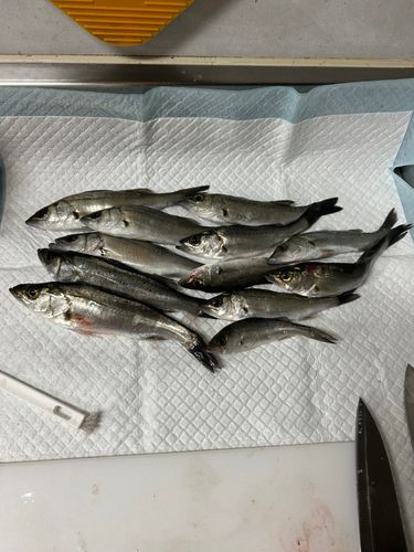 セイゴ（ヒラスズキ）の釣果