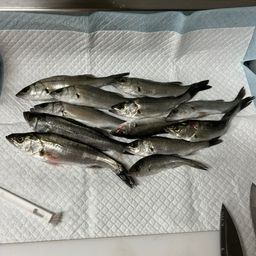 セイゴ（ヒラスズキ）