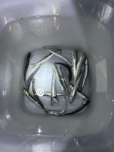 若洲海浜公園海釣り施設