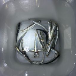 カタクチイワシ