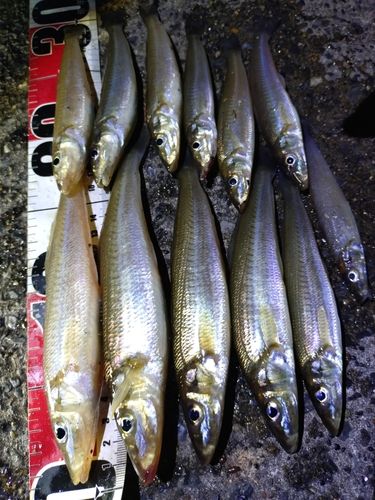 シロギスの釣果