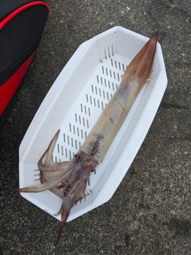 スルメイカの釣果