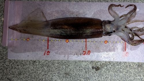 スルメイカの釣果