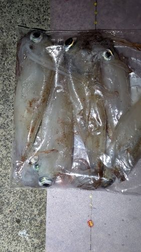 ヤリイカの釣果