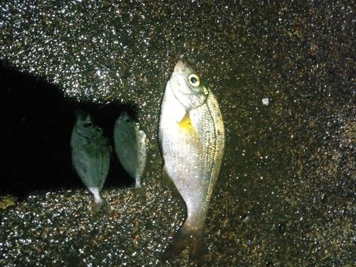 ウミタナゴの釣果