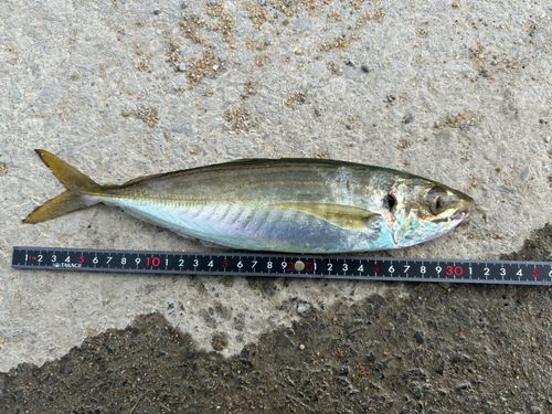 マルアジの釣果