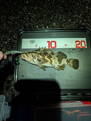 タケノコメバルの釣果