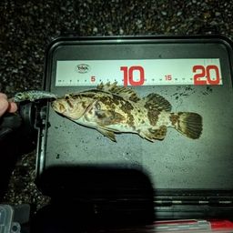 タケノコメバル