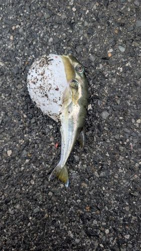 フグの釣果