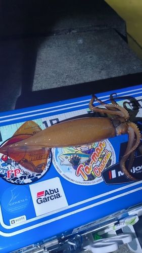 イカの釣果