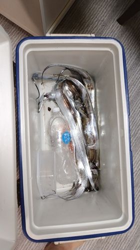 タチウオの釣果