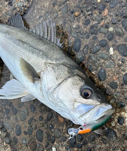 スズキの釣果