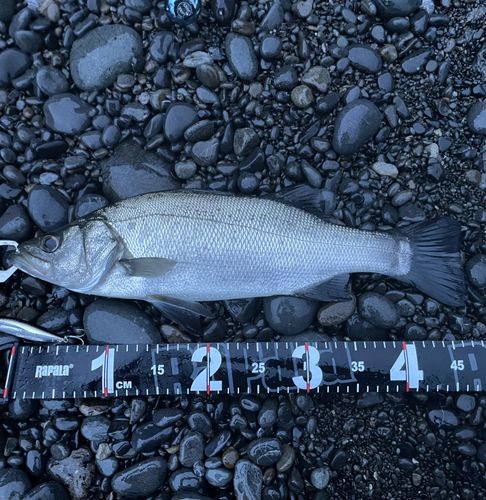 ヒラスズキの釣果