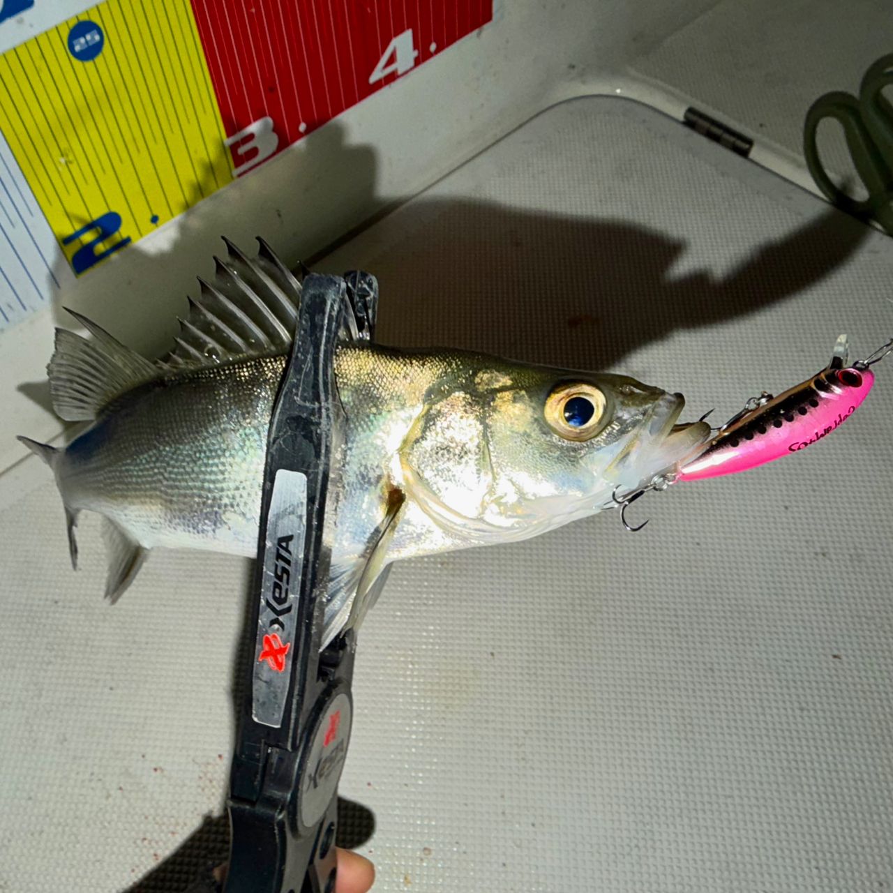 セイゴ（マルスズキ）