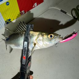 セイゴ（マルスズキ）