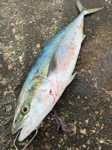 フクラギの釣果