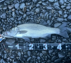 ヒラスズキの釣果