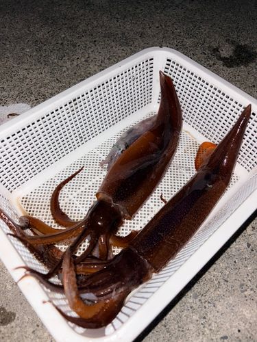 スルメイカの釣果